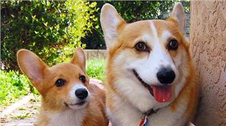 卡哇怡！柯基狗狗穿絲襪　立馬神豐臀