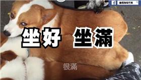 柯基／翻攝自「連環泡有芒果」臉書