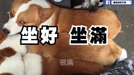 ㄗㄨㄛˋ好滿！牠們讓近7萬網友按讚