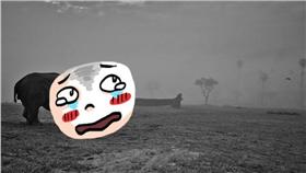 白犀牛,nola／翻攝自San Diego Zoo Safari Park臉書