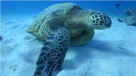 海龜16:9／flickr-Ian Kennedy
https://www.flickr.com/photos/clankennedy/11598815886/