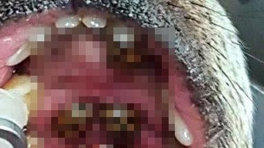 一次來十隻　狗嘴竟被「牠們」攻占了