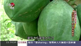 遵循自然！印度農民用有機取代基改