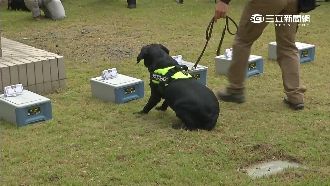 大選維安升級！偵爆犬、防暴網槍出動