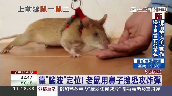 「掃彈鼠」誕生！炸彈、地雷都聞出來