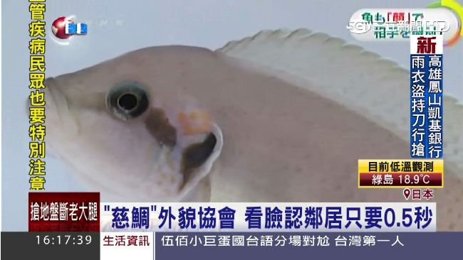 不簡單！研究：魚竟會「看臉」認朋友