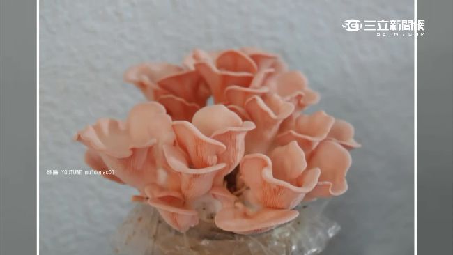 超療癒～「粉紅玫瑰菇」讓人捨不得吃