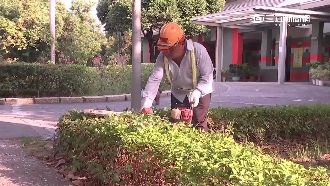 樹木修剪拍完照就走人　民眾疑做樣子