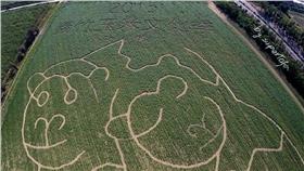 圖／翻攝自2015義竹鄉玉米文化季臉書