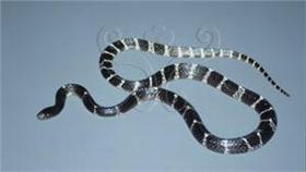 雨傘節,球鞋,冬眠
圖／翻攝自百度百科