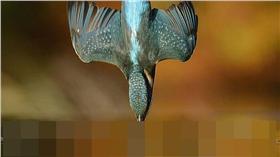 翠鳥,攝影／翻攝自每日郵報