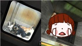 流浪狗,收容所,安樂死,十二夜,寵物▲合成圖／翻攝自翻攝自鹽村文夏官網
