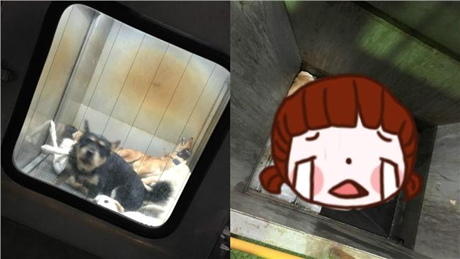 牠只是沒等到主人…日浪犬安樂死曝光