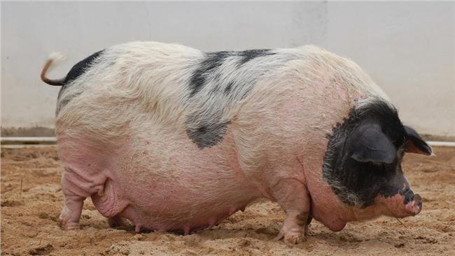 提上訴　檢方：難道要證明來自哪隻豬