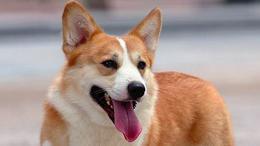 柯基犬/百度百科、加藤軍粉絲團