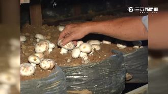 蘑菇尬茄子會死人？醫師：網友在幻想