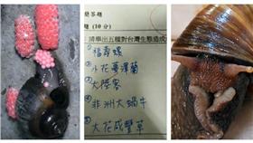 福壽螺,非洲大蝸牛／合成圖，擷自YouTube、我是台灣人臉書