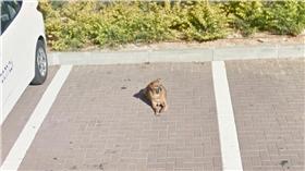 Google,街景服務,地圖,以色列,狗
圖／翻攝自Google map