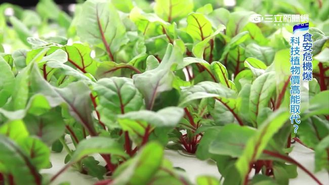 LED種菜！科技植物世代崛起