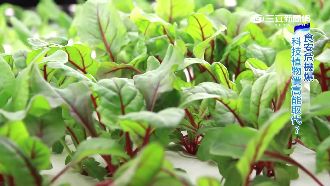 LED種菜！科技植物世代崛起