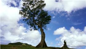 夫妻樹/小柚子臉書https://www.facebook.com/photo.php?fbid=944503532237144&set=pcb.944505002236997&type=3&theater
