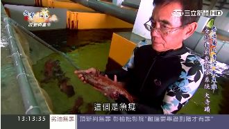 基隆海院好兄弟　養出千萬身價東星斑