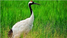 丹頂鶴（圖／翻攝自李慶華臉書）