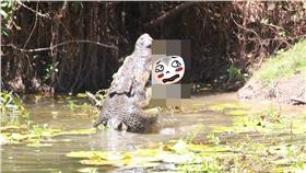 鱷魚／翻攝自Queensland National Parks臉書