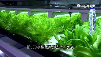 漂亮不中用？LED水耕蔬菜恐缺營養