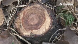 20年龍柏價值10萬　成盜樹賊最愛