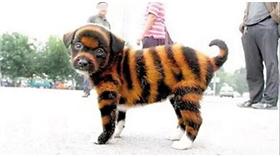 虎皮狗／翻攝自重慶晨報