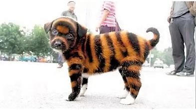 這樣叫萌 強國驚見 虎皮狗 劣質染料上身活不過一周 國際 三立新聞網setn Com