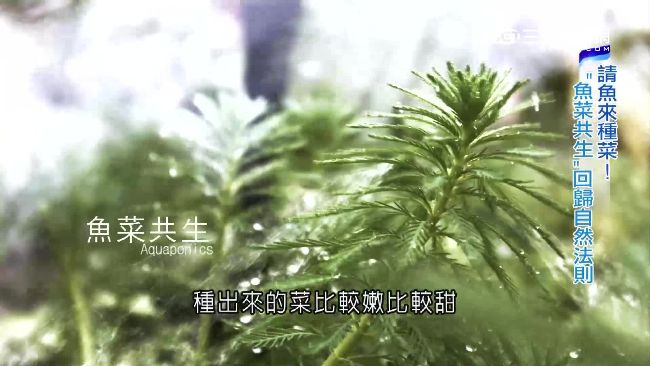 解決缺水危機！魚群也能當農夫種菜