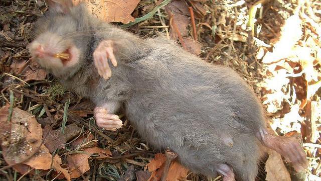 沒有疫苗可醫！高市出現首例漢他病毒