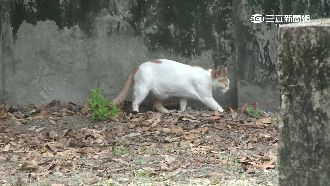 店家天天收「禮物」　原來是貓的報恩