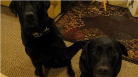 主人：誰偷吃餅乾呀？狗弟弟萌賣姊姊