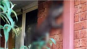 巨蜥－圖／翻攝自《電訊報》