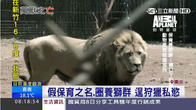 打著保育大旗　業者圈養獅群供人獵殺