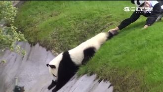 貓熊逃亡記失敗　只好賣萌伸手求救