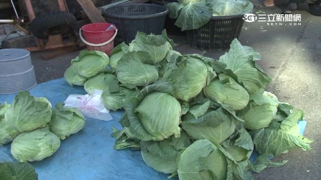 高麗菜價狂跌　從一顆2百變成25元