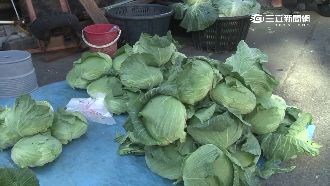 高麗菜價狂跌　從一顆2百變成25元