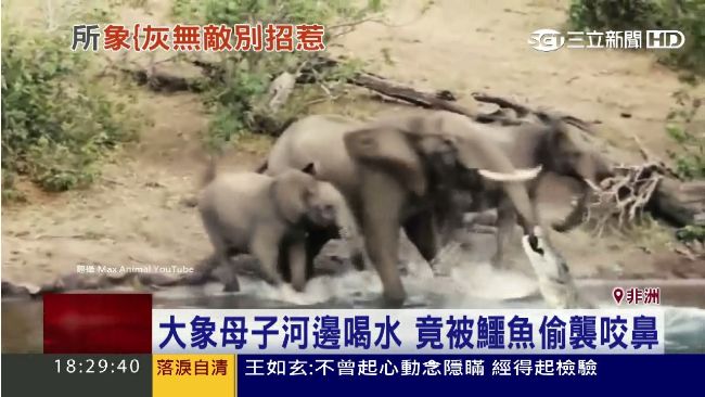 象鼻甩飛鱷魚！上噸體重一腳猛踩退敵