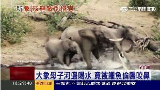 象鼻甩飛鱷魚！上噸體重一腳猛踩退敵