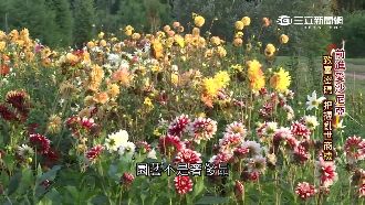 樹木變鈔票！愛沙尼亞「林業」新商機