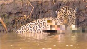 美洲豹－圖／翻攝自Barcroft TV YouTube