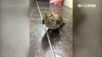 撿鳥送檢竟是禽流感　校方：已消毒