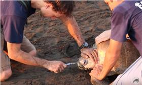 海龜▲圖／翻攝自YouTube