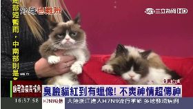 W臭臉貓蠟像1600