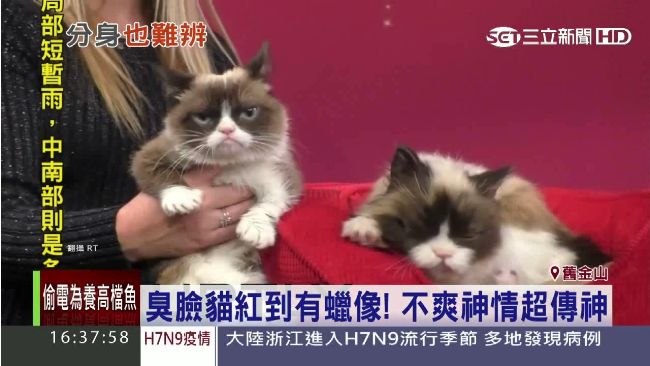 臭臉貓進駐蠟像館　本尊分身完全一樣