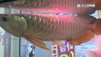 「偷電」養魚　男年A台電66萬電費